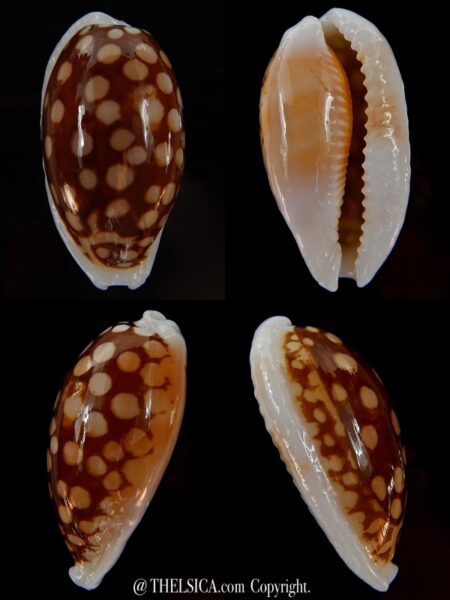 Cribrarula cribraria cribraria.... GIANT... 39,73 mm Gem -0