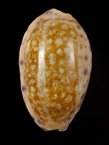 Ovatipsa chinensis chinensis ..43,08 mm Gem-45223