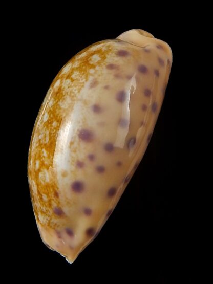 Ovatipsa chinensis chinensis ..43,08 mm Gem-45224