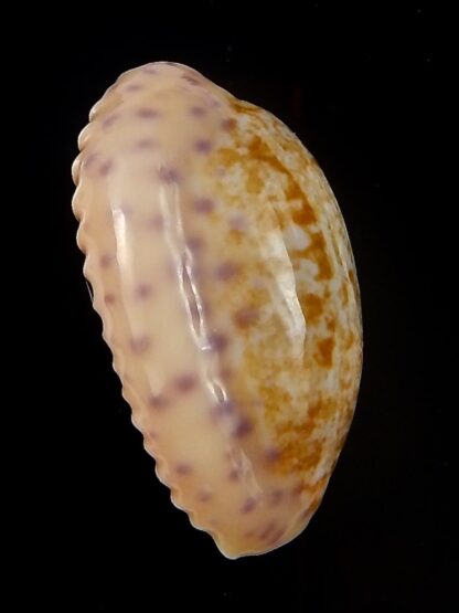 Ovatipsa chinensis chinensis . 32 mm Gem-45212