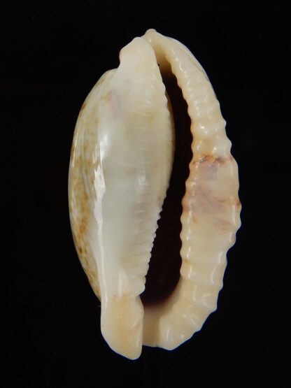 Erronea cylindrica lenella N&R 35,50 mm Gem-45354