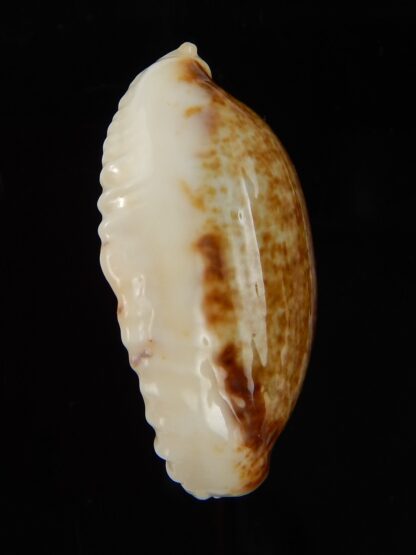 Erronea cylindrica lenella N&R 35,50 mm Gem-45358