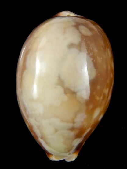 Lyncina vitellus vitellus ..Overglazed ... 57,49 mm Gem-45025