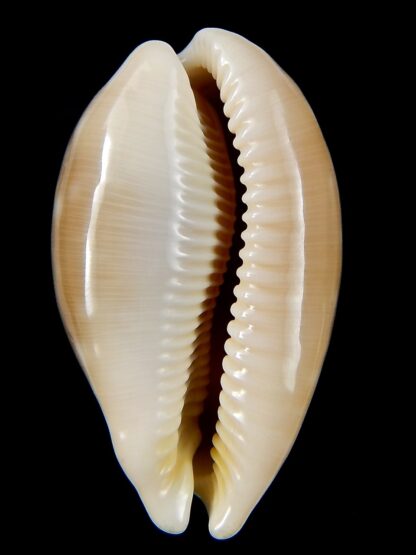 Lyncina vitellus vitellus ..Overglazed ... 57,49 mm Gem-45026