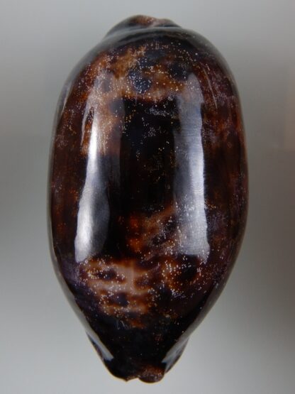 Chelycypraea testudinaria 103,15 mm Gem-45014