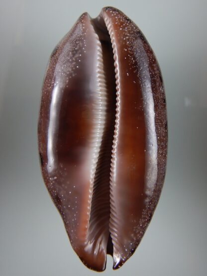 Chelycypraea testudinaria 103,15 mm Gem-45017