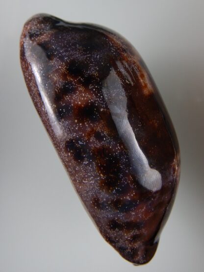 Chelycypraea testudinaria 103,15 mm Gem-45015