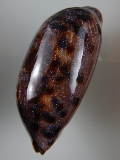 Chelycypraea testudinaria 103,15 mm Gem-45013