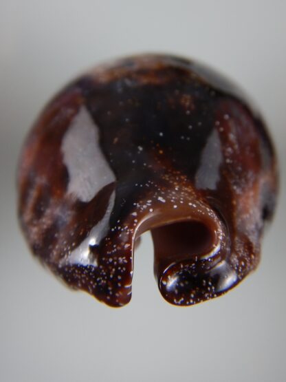 Chelycypraea testudinaria 103,15 mm Gem-45012