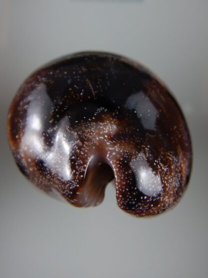 Chelycypraea testudinaria 103,15 mm Gem-45016