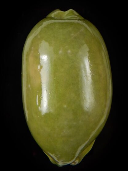 Mauritia eglantina " Green overglazed " 65,98 mm F+++/Gem-45123
