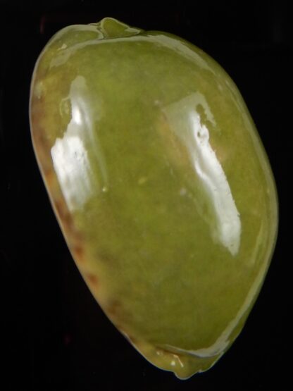 Mauritia eglantina " Green overglazed " 65,98 mm F+++/Gem-45129