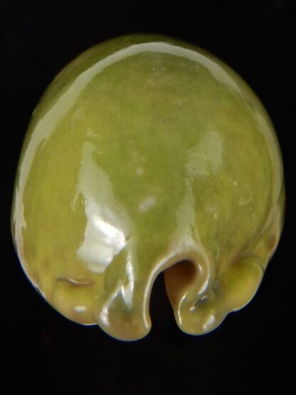 Mauritia eglantina " Green overglazed " 65,98 mm F+++/Gem-45127