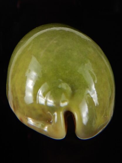 Mauritia eglantina " Green overglazed " 65,98 mm F+++/Gem-45126