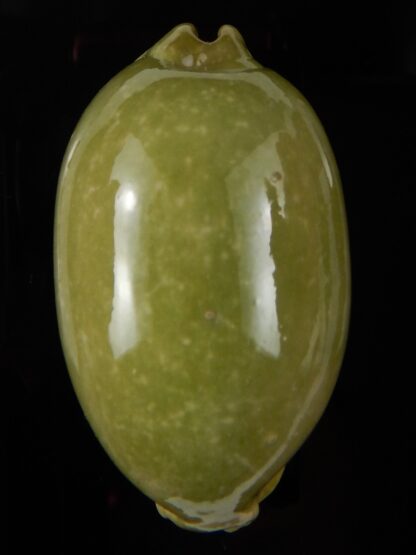 Mauritia eglantina " Green overglazed " 67,70 mm F+++/Gem-45143