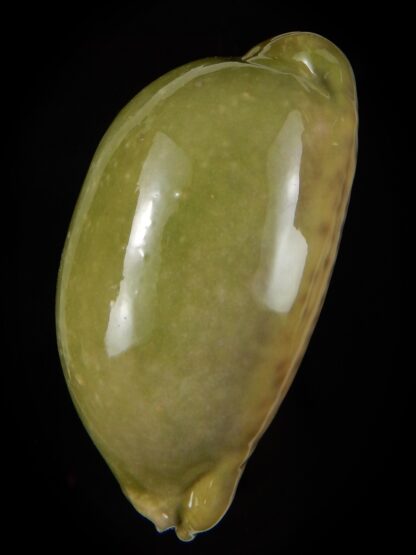 Mauritia eglantina " Green overglazed " 67,70 mm F+++/Gem-45142
