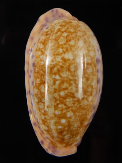 Ovatipsa chinensis chinensis ..Big size ... 47,29 mm Gem-45165