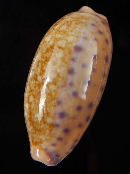 Ovatipsa chinensis chinensis ..Big size ... 47,29 mm Gem-45171