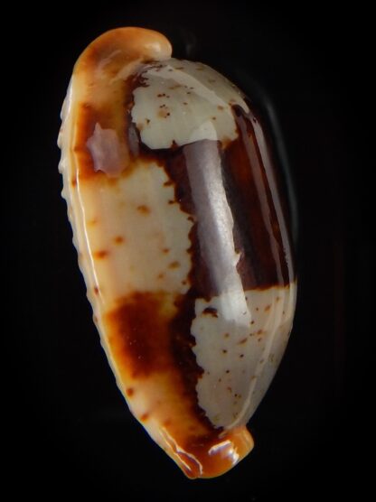 Bistolida stolida " Olango " 28,20 mm Gem-45740