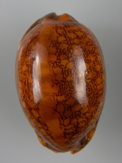 Mauritia arabica arabica ... rusty ... 55,75 mm Gem-45583