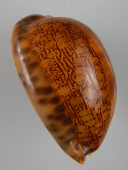 Mauritia arabica arabica ... rusty ... 55,75 mm Gem-45580