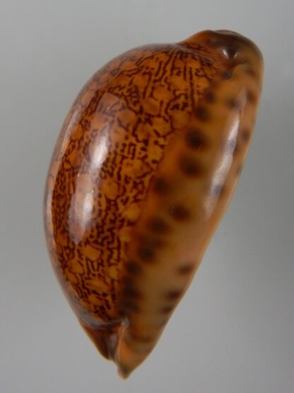 Mauritia arabica arabica ... rusty ... 55,75 mm Gem-45581