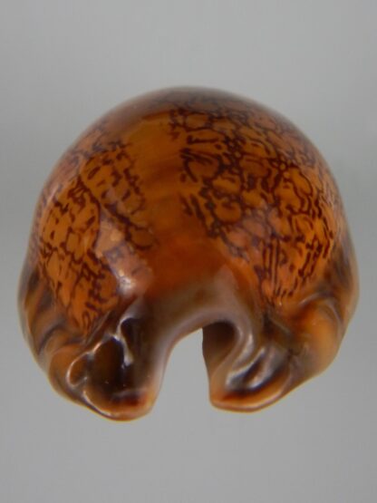 Mauritia arabica arabica ... rusty ... 55,75 mm Gem-45584