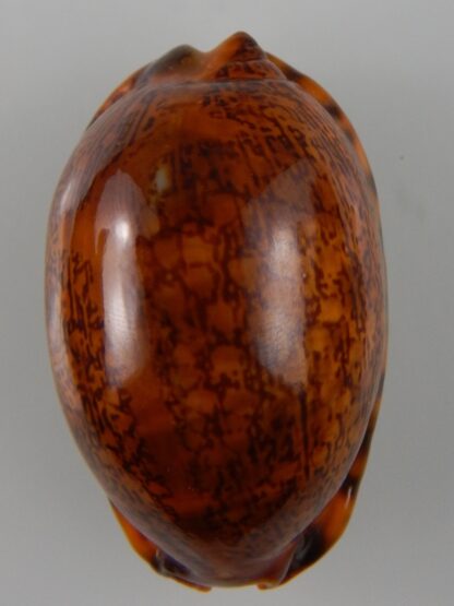 Mauritia arabica arabica ... rusty ... 54,89 mm Gem-45567