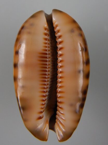 Mauritia arabica arabica ... rusty ... 54,89 mm Gem-45570