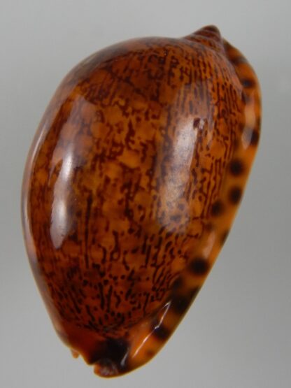 Mauritia arabica arabica ... rusty ... 54,89 mm Gem-45566