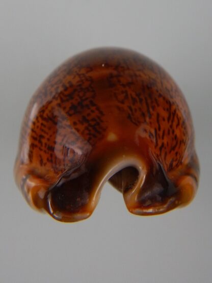 Mauritia arabica arabica ... rusty ... 54,89 mm Gem-45569