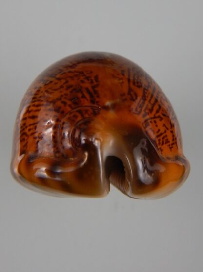 Mauritia arabica arabica ... rusty ... 54,89 mm Gem-45568