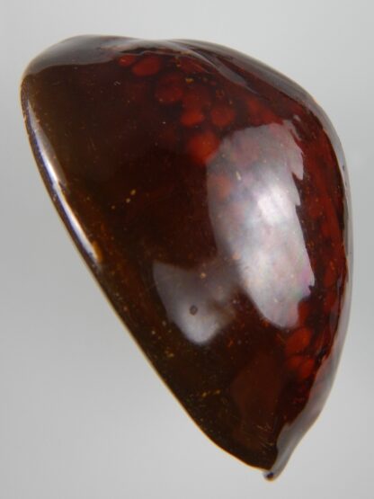 Mauritia mauritiana ... RUSTY ... 68,70 mm F+++/Gem-45540