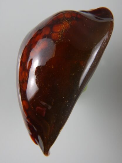 Mauritia mauritiana ... RUSTY ... 68,70 mm F+++/Gem-45541