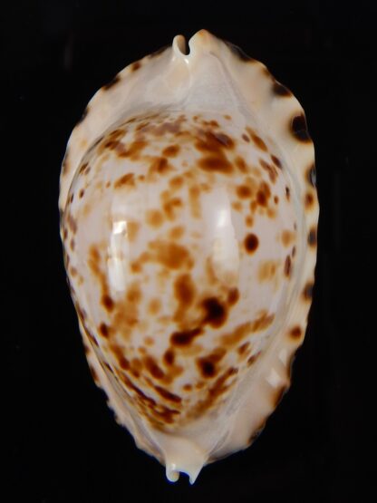 Zoila marginata bataviensis 47,21 mm Gem-45608