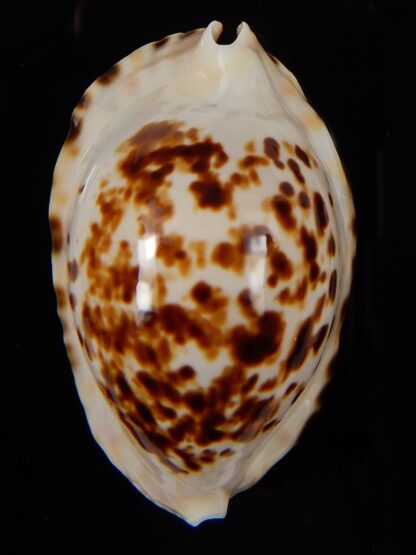 Zoila marginata bataviensis 47,70 mm Gem-45636
