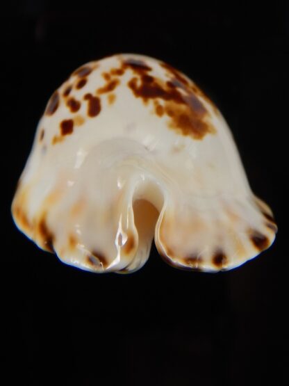 Zoila marginata bataviensis 47,70 mm Gem-45639
