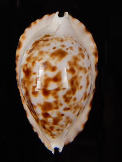 Zoila marginata bataviensis 46,70 mm Gem-45597