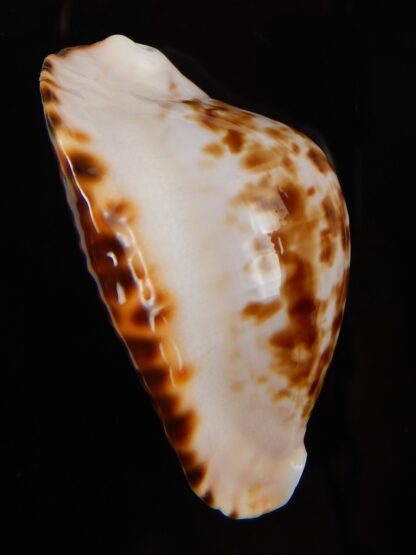 Zoila marginata bataviensis 46,70 mm Gem-45595