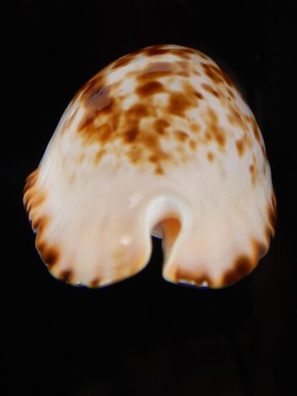 Zoila marginata bataviensis 46,70 mm Gem-45596