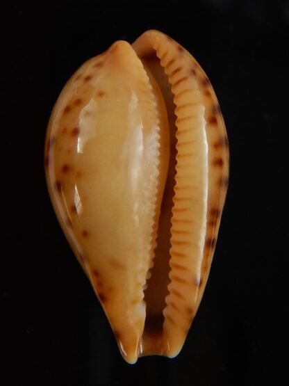 Palmulacypraea boucheti 21,65 mm Gem-45667