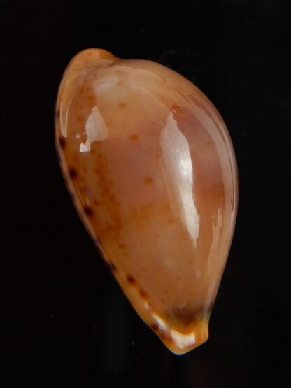 Palmulacypraea boucheti 21,65 mm Gem-45673