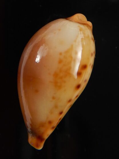 Palmulacypraea boucheti 21,65 mm Gem-45672