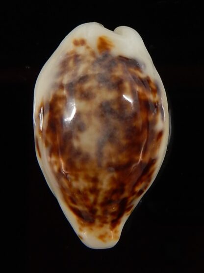 Eclogavena coxeni hypercalosa ..Niger ... 23,67 mm Gem-45788