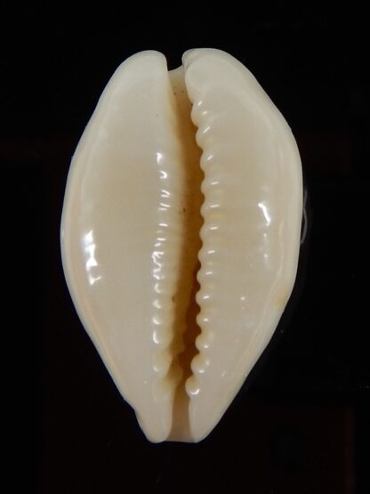 Eclogavena coxeni hypercalosa ..Niger ... 23,67 mm Gem-45792