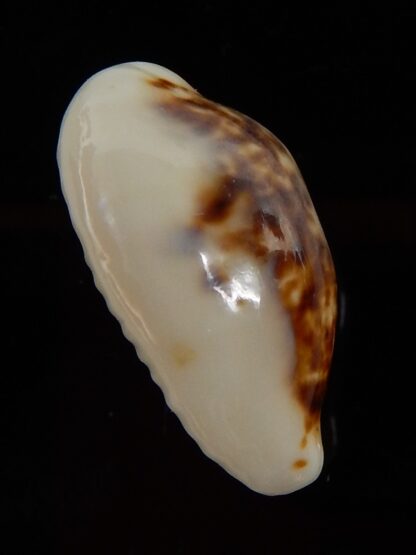 Eclogavena coxeni hypercalosa ..Niger ... 23,67 mm Gem-45789