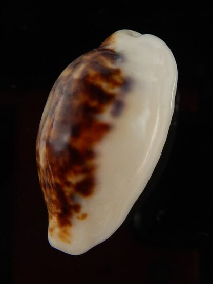 Eclogavena coxeni hypercalosa ..Niger ... 23,67 mm Gem-45793