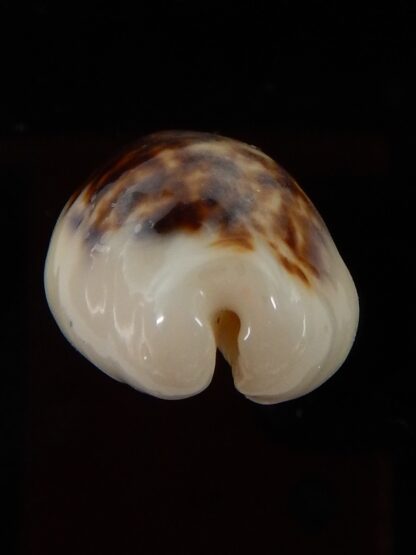 Eclogavena coxeni hypercalosa ..Niger ... 23,67 mm Gem-45790