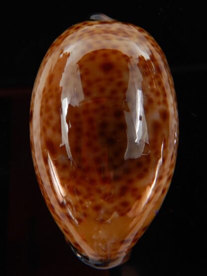Lyncina lynx vanelli 48.05 mm Gem-45864