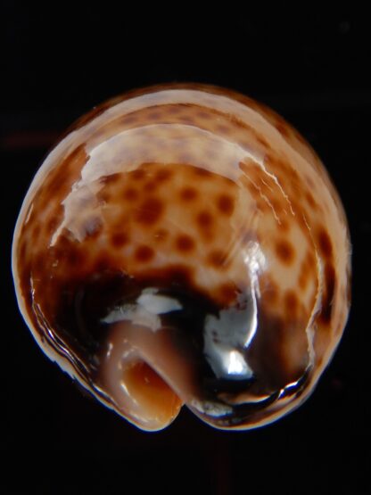 Lyncina lynx vanelli 48.05 mm Gem-45866